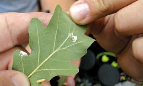 Taller: 'Aprendiendo a mirar la naturaleza'. la casa encendida, Madrid