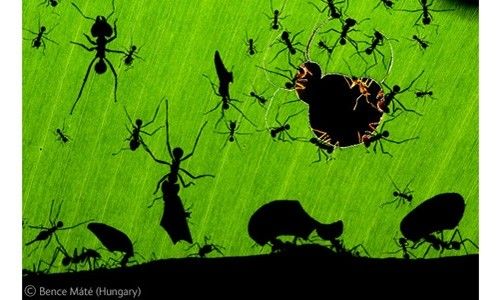 'Fotógrafos da natureza. wildlife photographer of the year 2011'. centro social novacaixagalicia de santiago de compostela