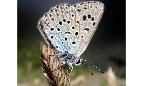 'Los secretos de las mariposas'. casa de las ciencias, Logroño