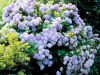 Hortensias, un mundo por descubrir