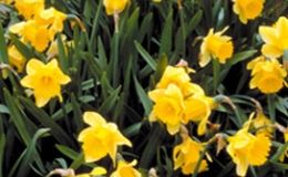 Bulbos: anticipa la primavera