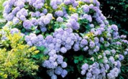 Hortensias, un mundo por descubrir
