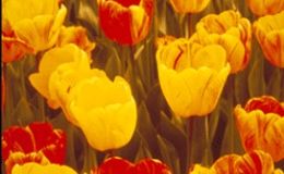 El gran espectáculo de los tulipanes se prepara en otoño