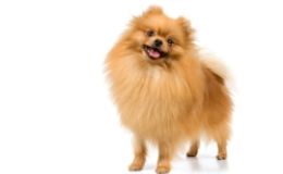 Pomerania