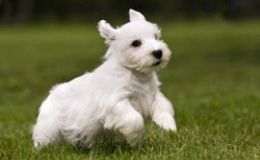 Sealyham Terrier