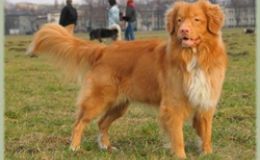 Nova Scotia Duck Tolling Retriever