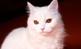 Angora Turco