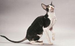 Cornish Rex