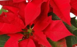 Cómo elegir una Flor de Pascua