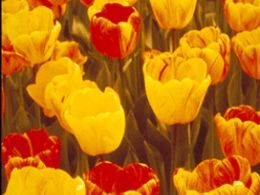 El gran espectáculo de los tulipanes se prepara en otoño