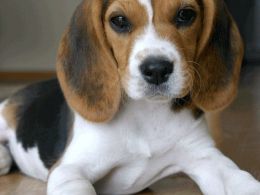 Beagle