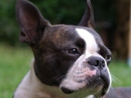 Boston Terrier