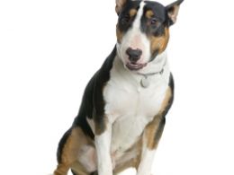 Bull Terrier