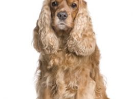 Cocker Spaniel Inglés