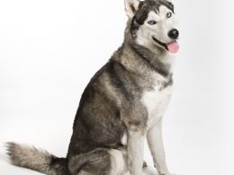 Husky Siberiano