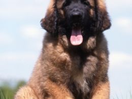 Leonberger