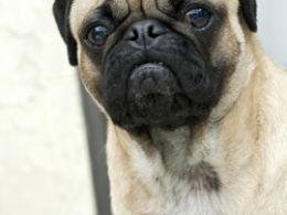 Pug- Carlino