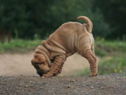 Shar-Pei