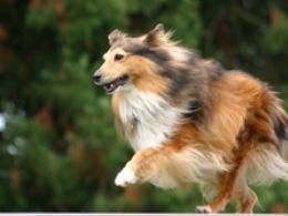 Shetland Sheepdog