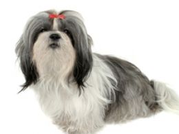 Shih Tzu