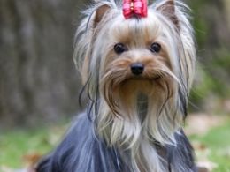 Yorkshire Terrier