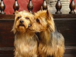 Australian Terrier