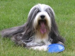 Bearded Collie