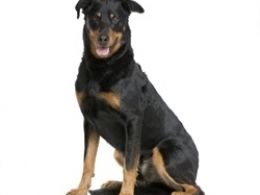 Beauceron