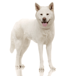 Akita Inu