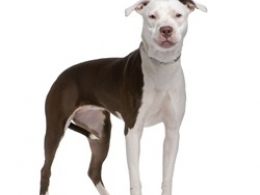 American Staffordshire Terrier