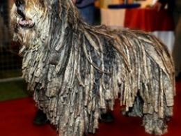 Bergamasco