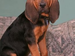 Bloodhound