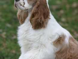 Cocker Spaniel Americano