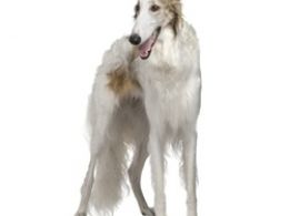 Borzoi