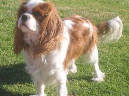 Cavalier King Charles Spaniel