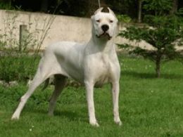 Dogo Argentino