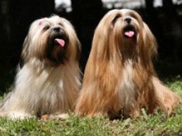 Lhassa Apso