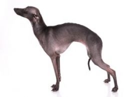 Galgo Italiano