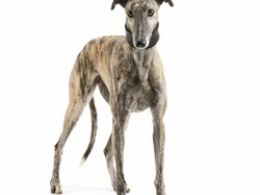 Galgo Español