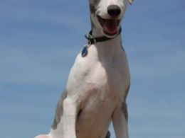 Whippet