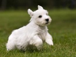 Sealyham Terrier