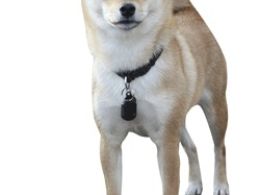 Shiba Inu