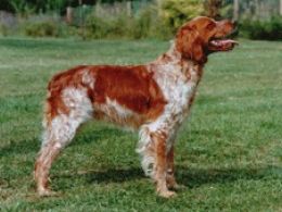 Spaniel Bretón