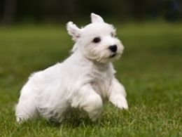 West Highland White Terrier