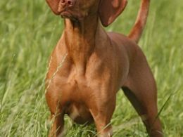 Braco Húngaro o Vizsla