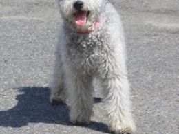 Pumi