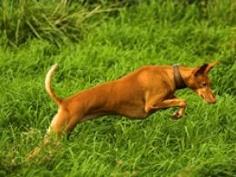 Podenco Canario