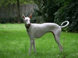 Podenco Ibicenco