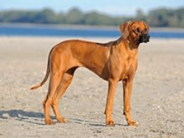 Ridgeback Rodesiano