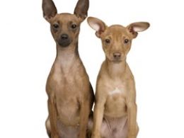 Pinscher Enano